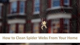 How to Clean Spider Webs From Your Home? | Zubaida Tariq