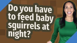 Do you have to feed baby squirrels at night