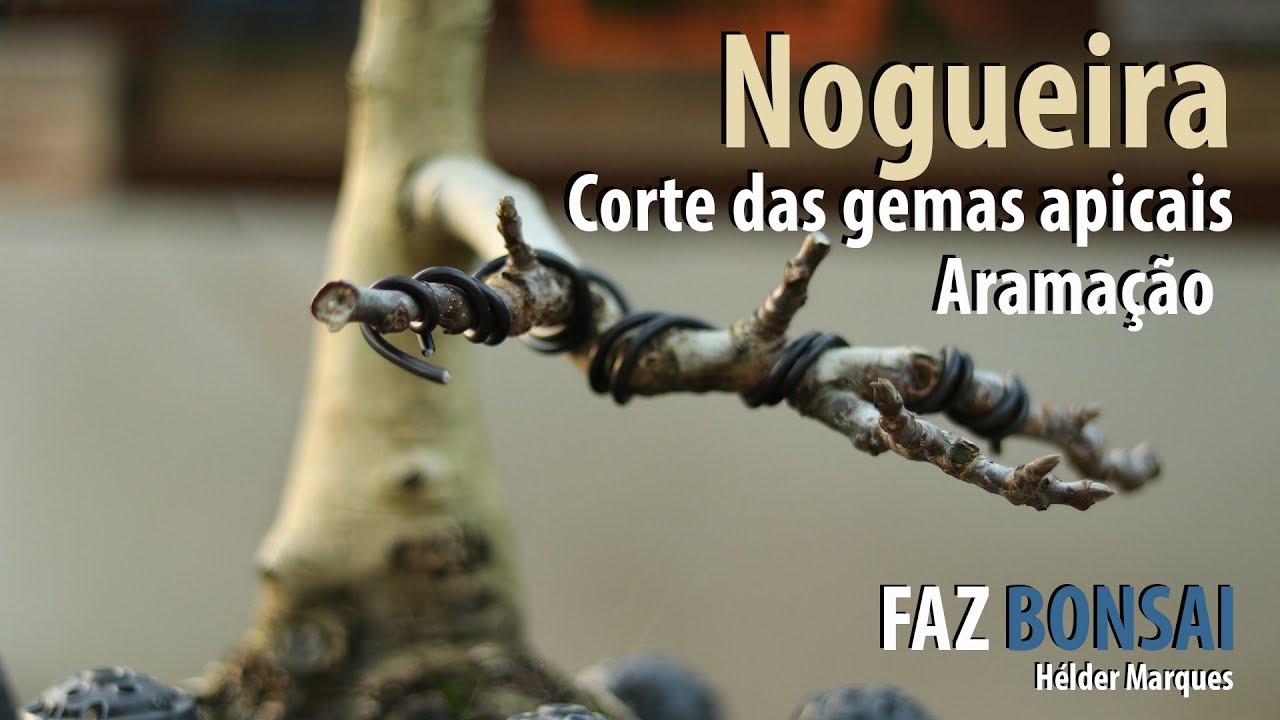 Nogueira - Corte das gemas apicais - YouTube