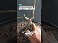 menempel kan cabang pertama #bonsai #bonsaiwarulokal #belajarbonsai #tanamahias #semuaorang