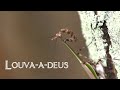 Louva-a-deus, Louva-deus ou Cavalinho-de-deus