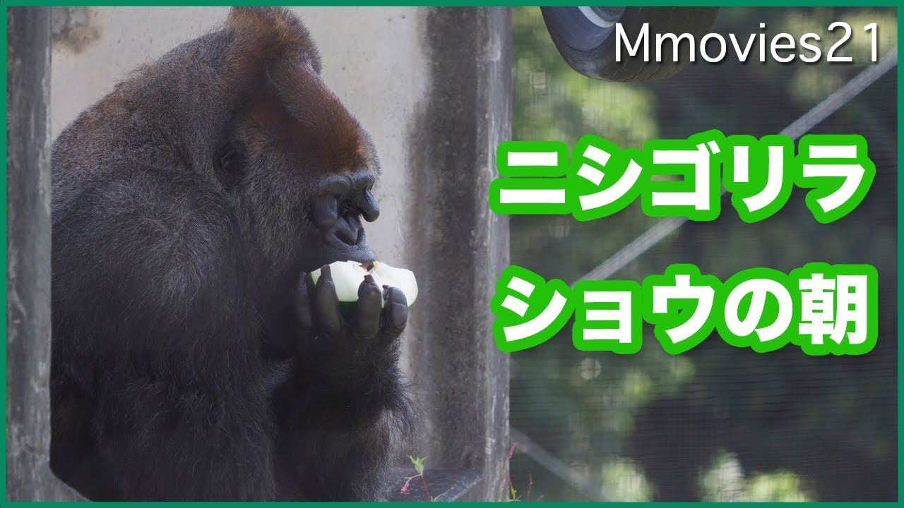 ウリを食べるローランドゴリラのショウ 浜松市動物園 Youtube