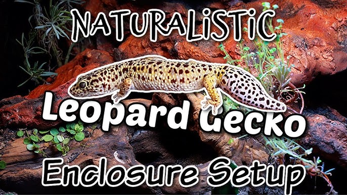 LEOPARD GECKO ENCLOSURE TOUR  Zoomed Excavator clay build 