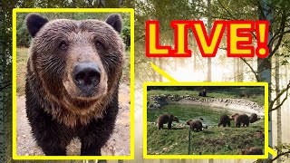 Preview of stream Libearty bear Sanctuary Zarnesti