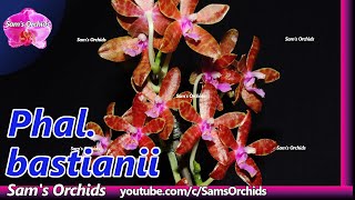 【Phalaenopsis bastianii】species orchid reblooming2021