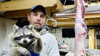 Fur Handling- Skinning a Raccoon Head (Perfect Eyes and Ears)