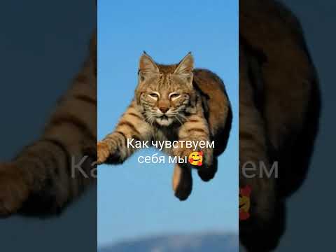 Обожаю квадробику) #териан #квадробика