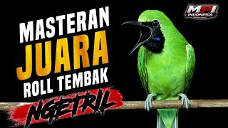 Yang di cari 2026 ! MASTERAN CUCAK HIJAU JUARA FULL TEMBAKAN❗