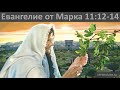 ЕВАНГЕЛИЕ от МАРКА. 11:12-14. Новый Завет. Библия. Читает #ВЕГАН 💚 #ХРИСТОЛЮБ ✝️