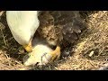 Sad death of eaglets at Decorah Eagles North, 25 May 2018