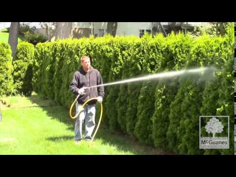 spraying tree service