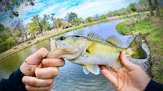 Largemouth Bass Can't Resist This Rigged Live Worm Method!