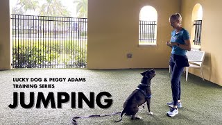 Lucky Dog x Peggy Adams Training Series: Jumping