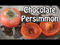 CHOCOLATE PERSIMMON: Looks Rotten But Tastes Delicious! - Weird Fruit Explorer Ep. 394