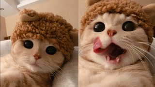 Cute Funny Cats Video Compilation | Tiktok | Cute Kittens | Baby Cats | Baby Kittens by INDIE VIRAL CONTENT 36 views 3 years ago 7 minutes, 31 seconds