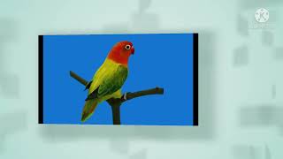 Top Five High Mutations Lovebirds/Hindi