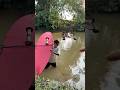 Trẻ con thả diều dưới sông bị cá sấu ăn thịt #funny #shortvideo