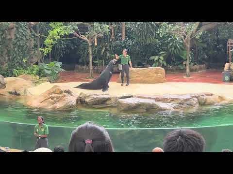 Sealion show #singapore #singaporezoo #travel #fyp #fypシ゚viral