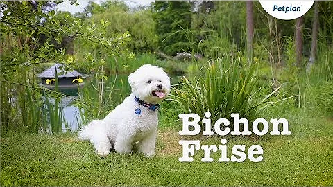 Bichon Frise Breed Information: Temperament, Lifespan & more | Petplan - DayDayNews