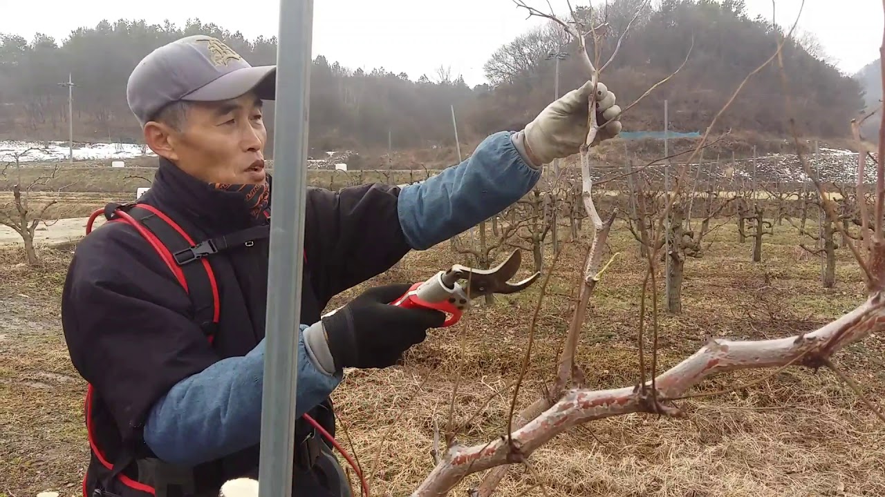 [동진농원] 대추나무 성목 정전, 강전작업