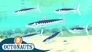 Octonauts - The Barracudas | Cartoons for Kids | Underwater Sea Education