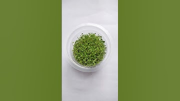 How to grow Chia Seeds as Microgreens | Chia seeds Germination Time Lapse video |