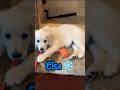 Elsa! ❄️🐶 #dog #puppy #cute #recommended #foryou #viralvideo #shorts #goldenretriever #doggo