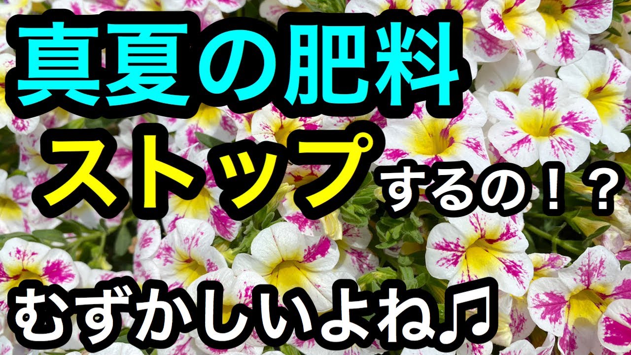 真夏の肥料の与え方 あげる あげない 真夏も元気に育てるために Youtube 真夏の肥料の与え方 あげる あげない 真夏も元気に育てるために Youtube