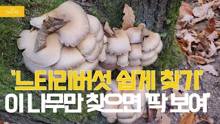 '느타리버섯 쉽게 찾기' 이 나무만 찾으면 '딱 보여' by seseco_신작가의다큐 3,349 views 6 months ago 3 minutes, 23 seconds