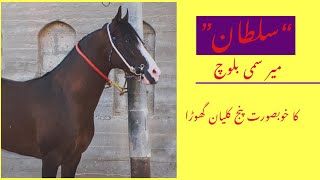 Sultan/سلطان A beautiful Panjklian stallion of “Hirzai breed”