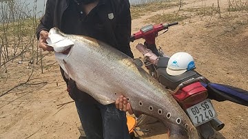 Một đêm săng thác lác và cách câu cá thác lác