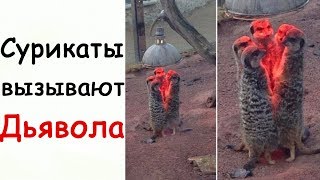 Лютые Приколы Сурикаты вызывают Дьявола Лютые Приколы Сурикаты вызывают Дьявола