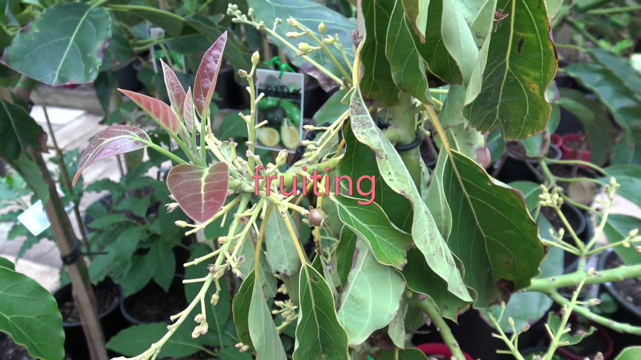 Egg hormone watering Avocado tree make look green and healthy plant