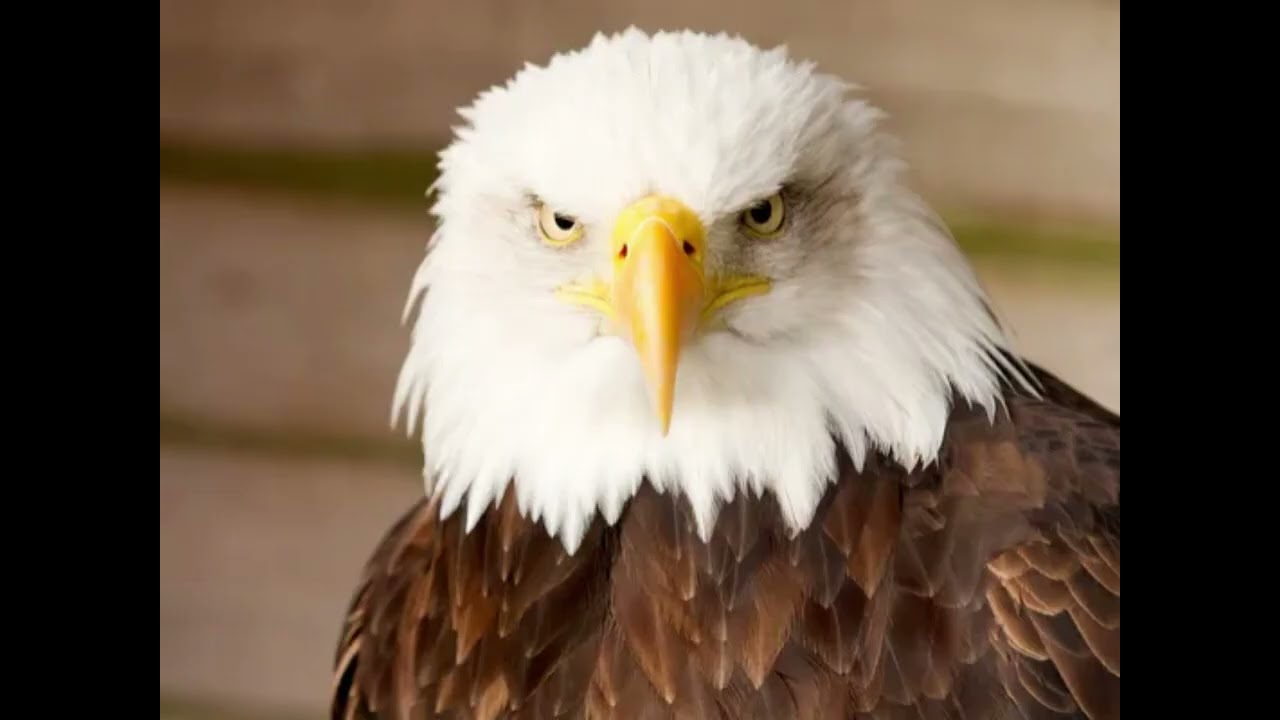 Vakit Geldi -  maklerenPM #Beşiktaş için yapılmış En Güzel Şarkı