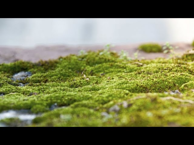 Musgo de cojín vivo Musgo de bollo Musgo de terrario Planta de terrario Musgo  vivo para terrarios -  España