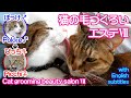 猫の毛づくろいエステⅦ～サロン・ド・ぽっけ♂→ぴっち♀～Cat grooming beauty salon～Pokke♂→Picchi♀～2015.05.17.