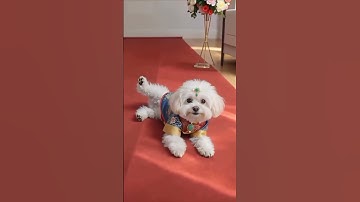 Puppy Love AI Animation #Shorts