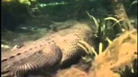 Swamp Intro Original