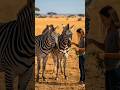 🦓 Curiosity & Shocking (High CTR)Zebra Ke Jism Par Kali Aur Safed Pattiyan Kyun Hoti Hain? 🤔