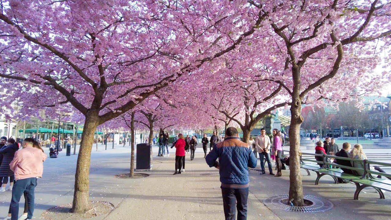 Walking in Stockholm: Kungsträdgården Cherry Blossom 2021 (4K)