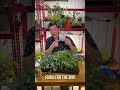 5 QUICK TIPS FOR TRANSPLANTING TOMATO SEEDLINGS!!!