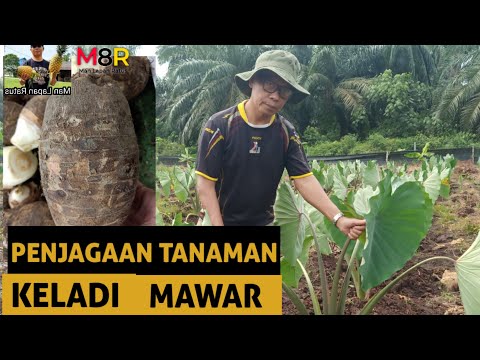 Video: Menanam Talas Dalam Bekas: Cara Menjaga Pokok Taro Berpasu