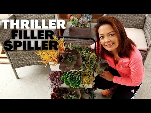 Video: Thriller, Filler, at Spiller Succulents – Paggamit ng Tall, Medium, at Trailing Succulents