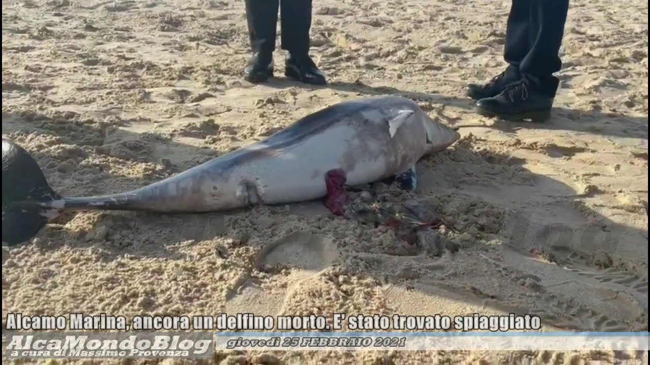 Alcamo Marina Ancora Un Delfino Morto E Stato Trovato Spiaggiato Youtube