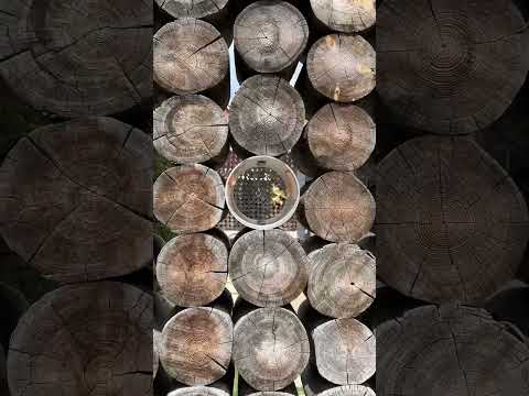 Exploring Toronto City Torontolife