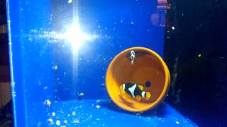 Onyx X Onyx Picasso clownfish nest #4 fertilized