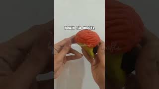 #BrainModel #Brain3DModel #schoolproject #scienceprojectideas #harikashandicrafts #shorts #trending