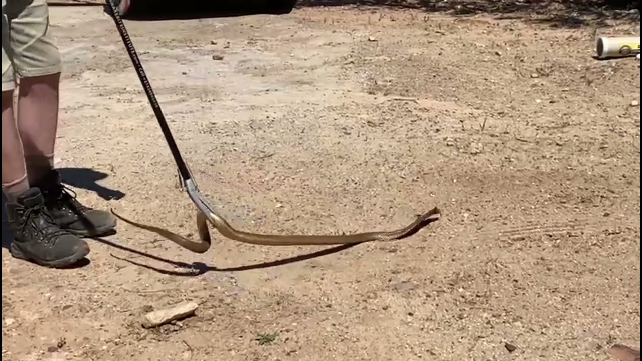Cape Cobra "Naja nivea - Highly venomous
