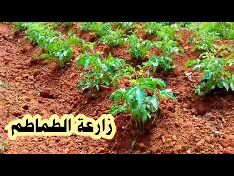 فيديو: نصائح لزراعة الطماطم