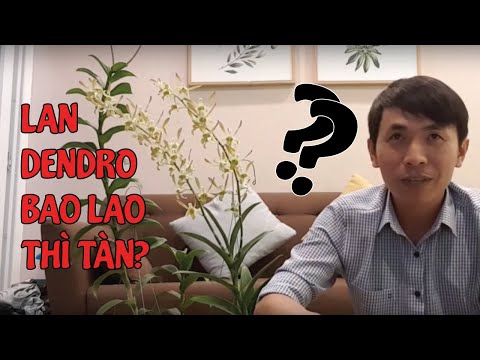 CHính XÁc Thì Lan Dendro Nở Bao Lâu Mới Tàn? | #MêLanTV
